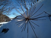 29 Del fiore rimane la struttura essenziale essiccata